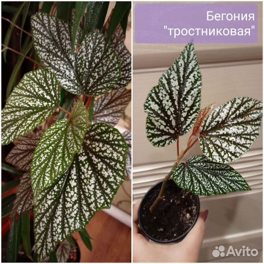 Опунция, бегония тростниковая, фикус Али