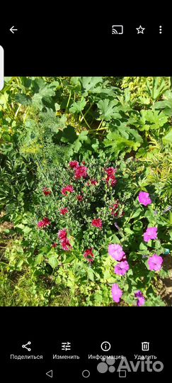 Хризантемы