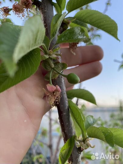 Черешня красная