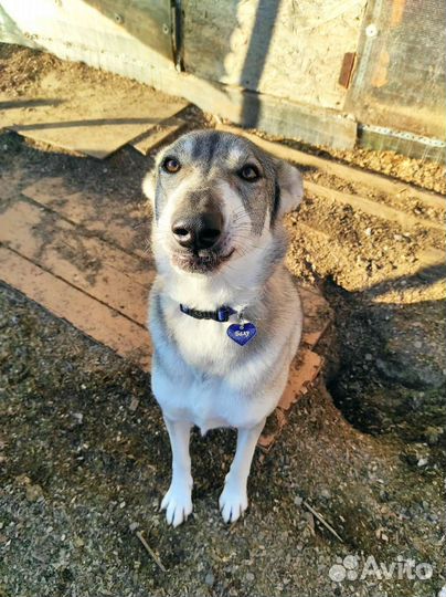 Собака Балу ищет дом и своего человека