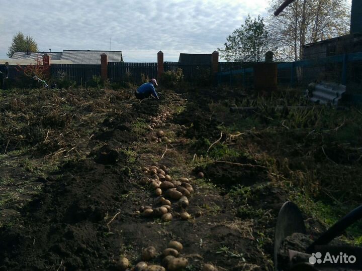 Помощь на даче и огороде, копка картофеля, уборка