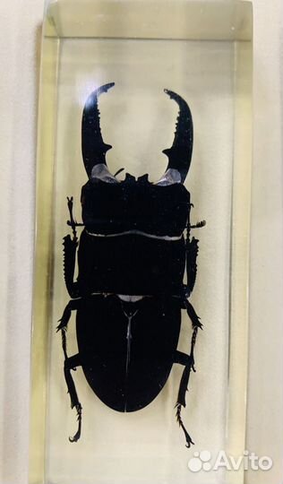 Настоящие «Насекомые и их знакомые»