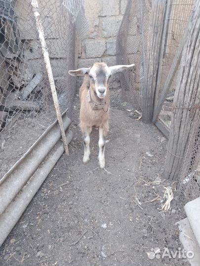 Нубийский козлик