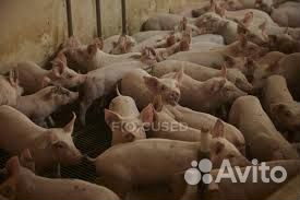 Поросята