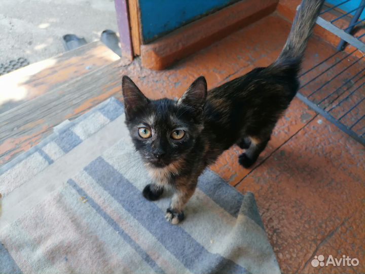 Отдам в дар кошку