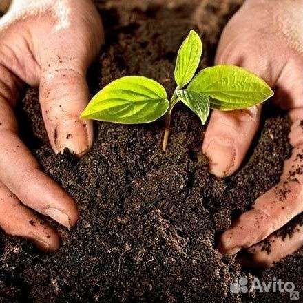 Земля плодородная, торф для хорошего уражая