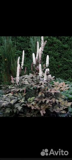 Бузульник шоколадный 