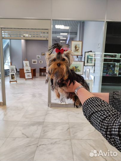 Прелестная крошка просто Дюймовочка-йорк