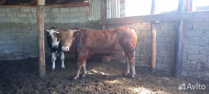 2 бычка