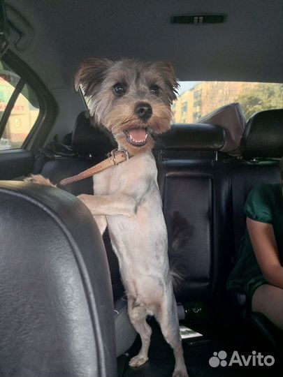 Йоркширский терьер