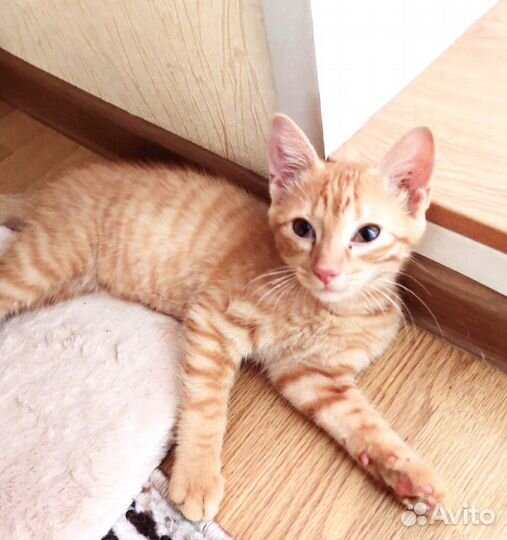 Котятам очень нужен дом