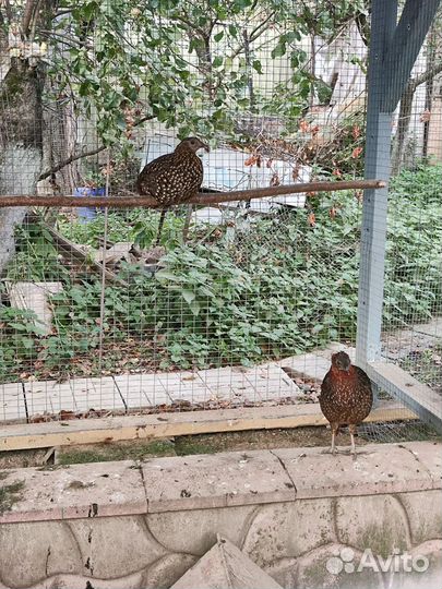 Фазаны трагопан темминка и алмазные