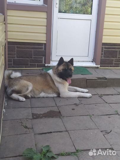 Американская акита вязка