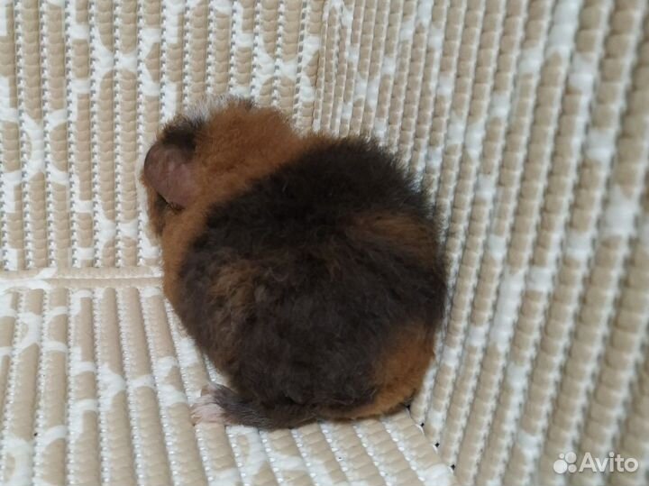 Морская свинка американский тедди