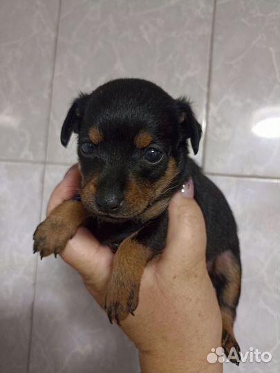 Мини той-терьер