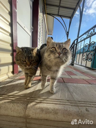 Очень Молодые Коты Крысоловы