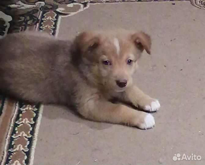 Щеночек в добрые руки