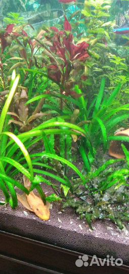 Супер ред анцитрус вуалевый