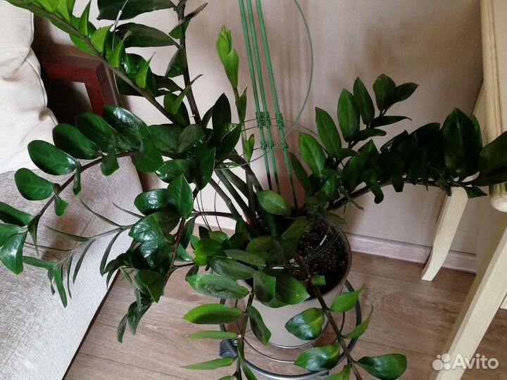 Замиокулькас долларовое дерево