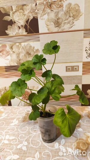 Герани и пеларгонии (сорт античная роза)