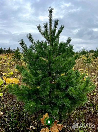 Сосна Экстра качество