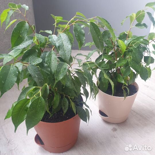 Комнатные растения