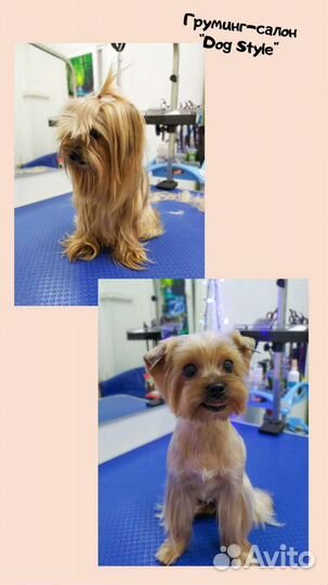 Стрижка собак и кошек