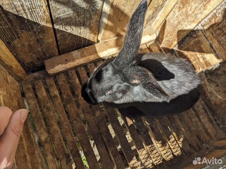 Кролики мясных пород