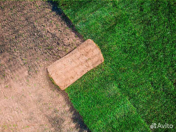 Рулонный газон «Мятлик»