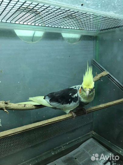 Попугай корелла птенец