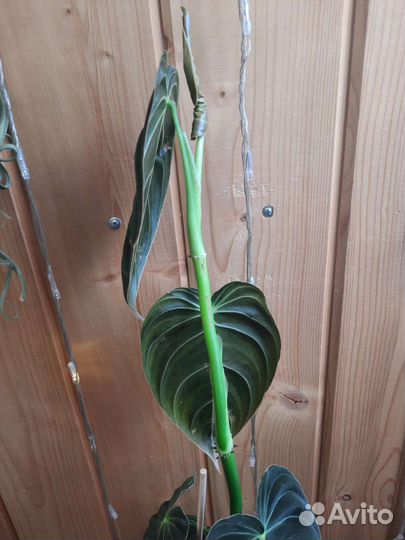 Филодендрон меланохризум