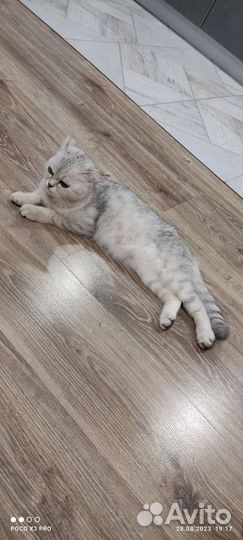 Британский котенок