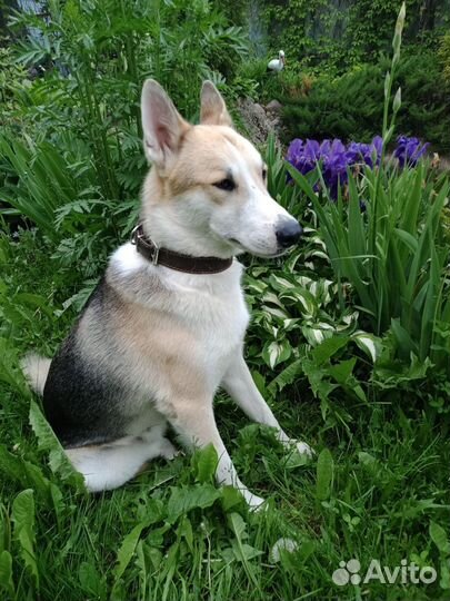 Собака в дар в добрые руки