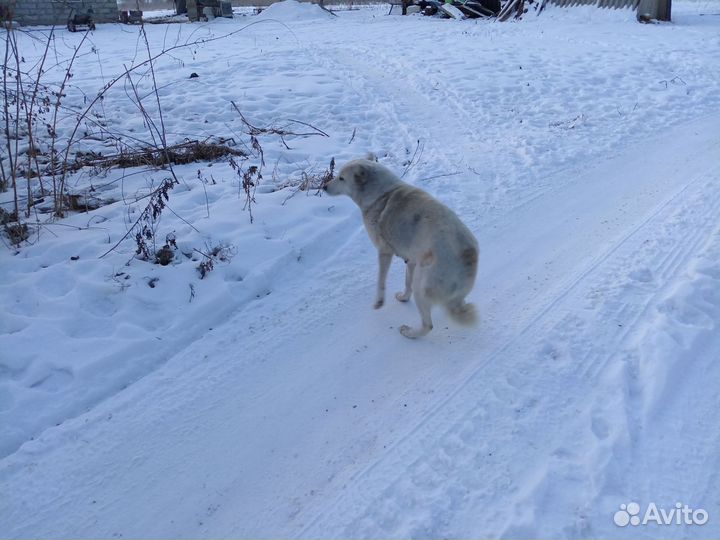 Собака лайка