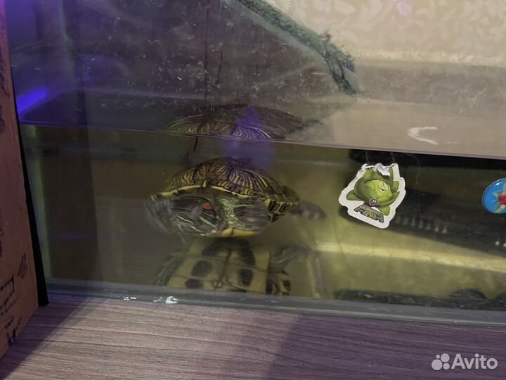 Черепаха водная
