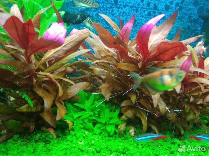 Альтернантера рейнека розовая