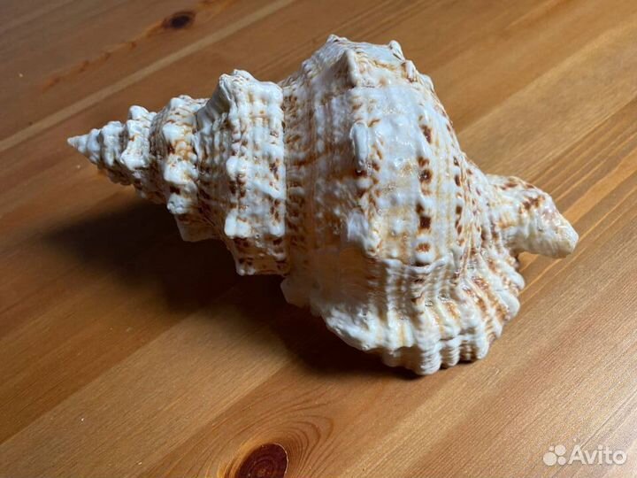 Морские ракушки раковины большие 20 см