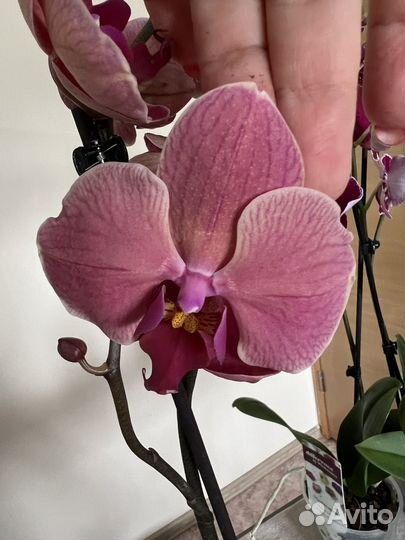 Орхидея фаленопсис сортовая Голландия