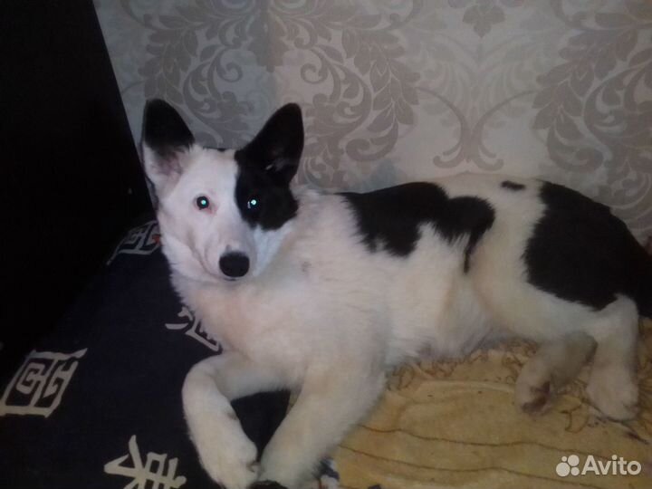 Собака в добрые руки отдам бесплатно