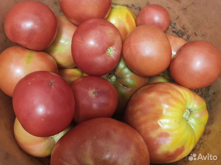 Рассада помидор