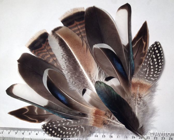 Перья индейки и др. птиц в наборах