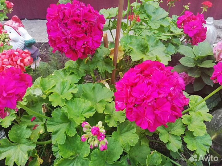 Пеларгонии