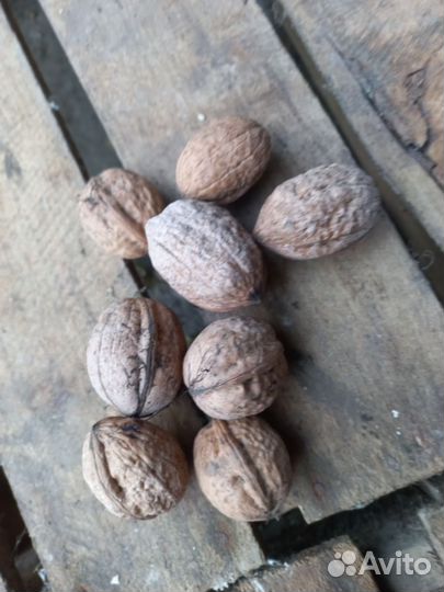 Орех грецкий