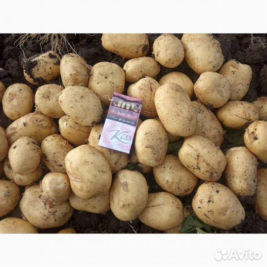 Семенной картофель коломбо