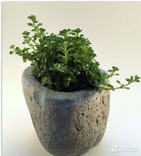 Кашпо, цветочные горшки, вазоны из натурального ка