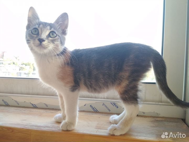 Трехцветная кошечка
