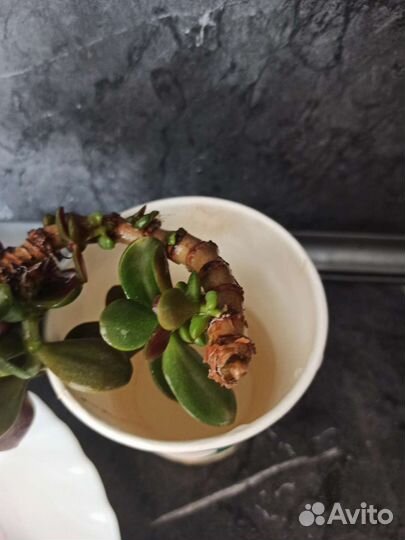 Красула толстянка