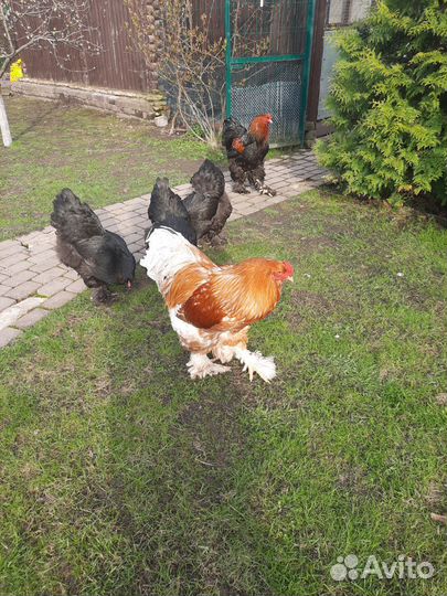 Петух брама