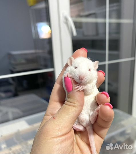 Крыса/крысята Дамбо Рекс