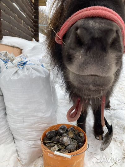 Навоз конский в мешках